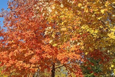 October Maples
