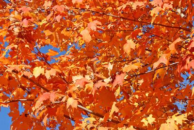 Orange Out