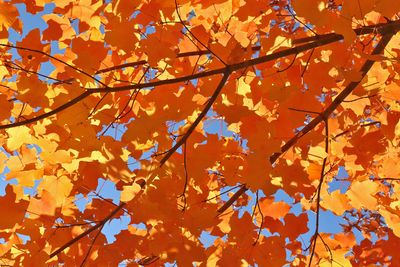 Color Canopy