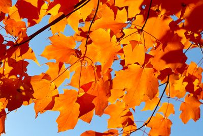 Maple Light