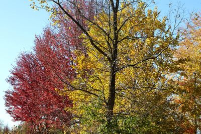 Forest Preserve Fall