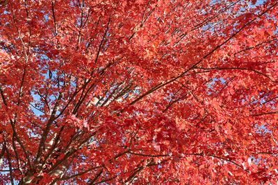 October Blaze