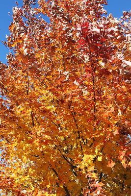 Fall Singe