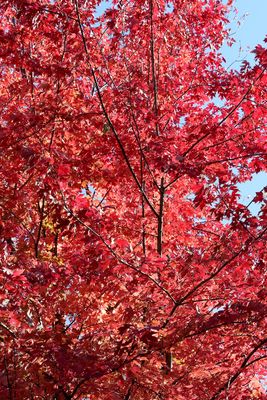 Ruby Red