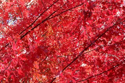 g13/90/147490/3/174990474.0156c075.JPEG