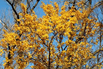 Golden Branches