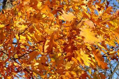 October Oak