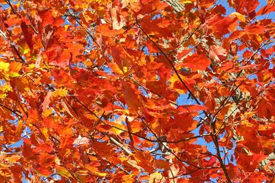 Fall Burns