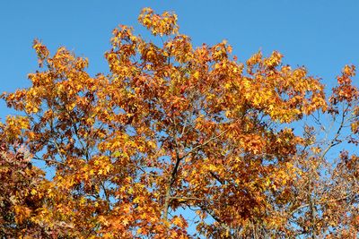 Autumn Oak