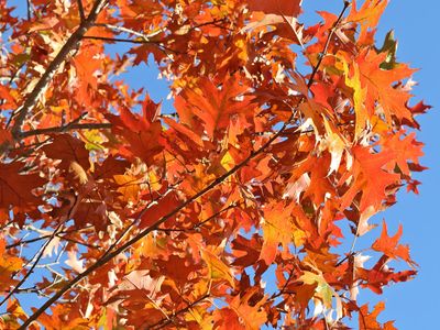 October Color 