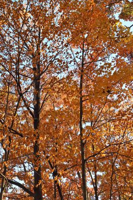 Hanging On to October