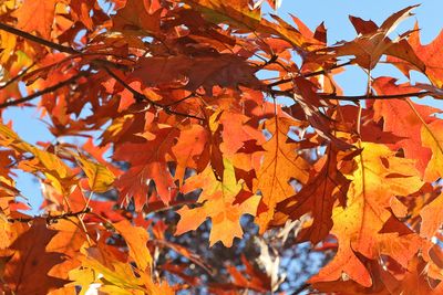 Orange in Autumn
