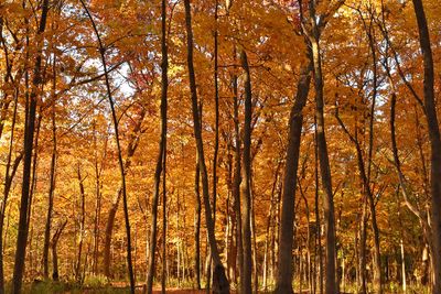 Fall in the Forest