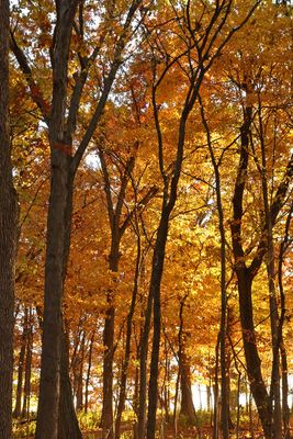 Deep in Fall