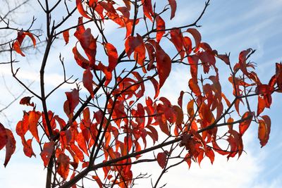 Flagging Fall