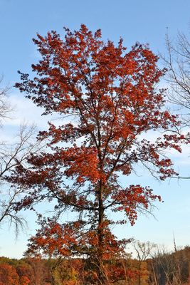 Fall Transition 