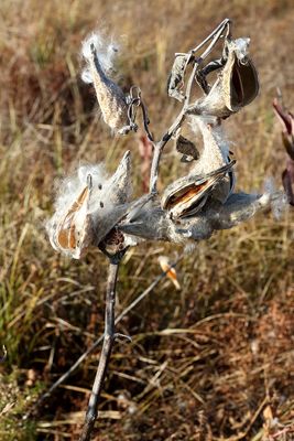 Seeds in the Wind