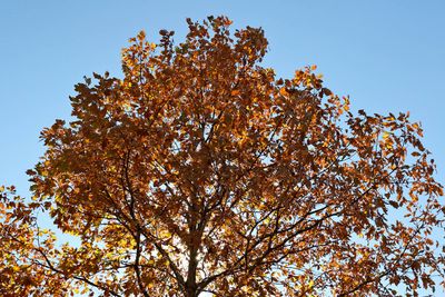 Fall Crown