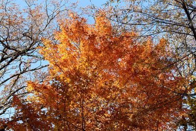 Autumn Color 