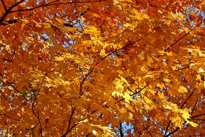 Midwest Fall