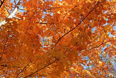 Autumn Burns