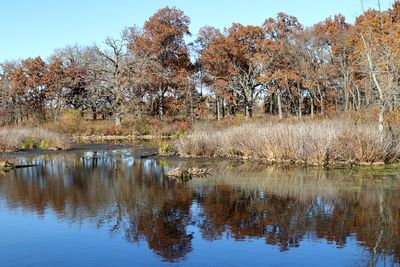 Oak Reflections