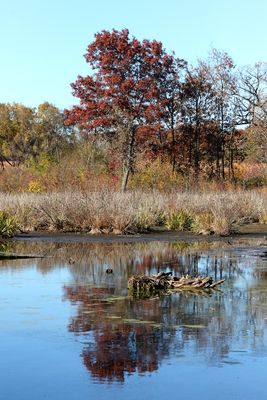 Reflections of Fall