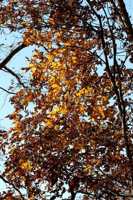 October Hickory