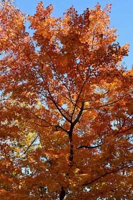 Autumn Above