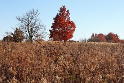 Scattered on the Prairie