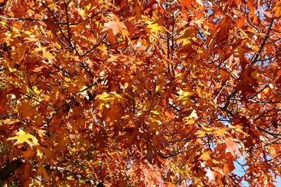 October Orange