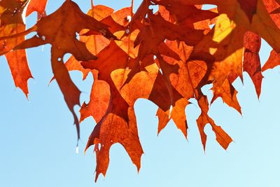 Fall Curtain