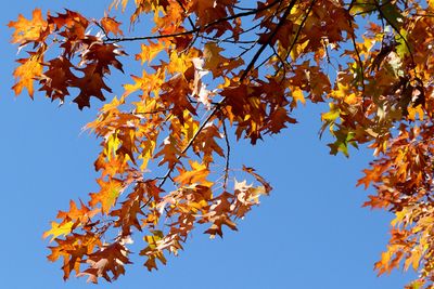 October Oak