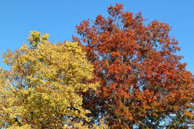 Competing Color