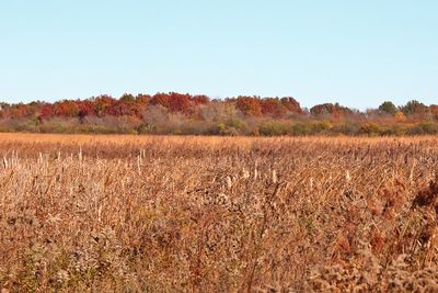Fall Behind