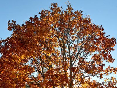 Backlit October