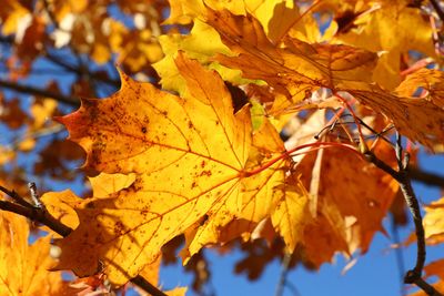 Autumn Light