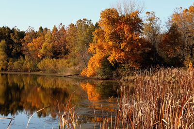 Peaceful Pond