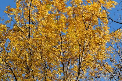 Turned to Gold