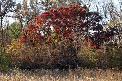 Autumn Palette
