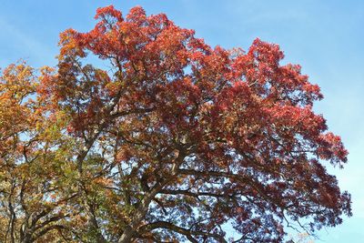 Red Oak
