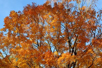 Painted by Fall