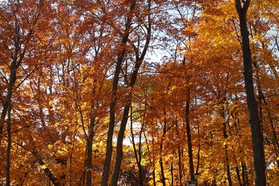 Fall Forest