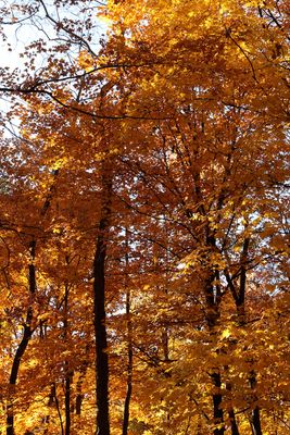Orange in October