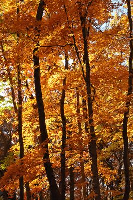 Fall Between 