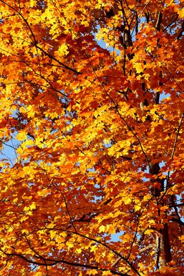 Shades of Fall