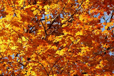 Finding Fall
