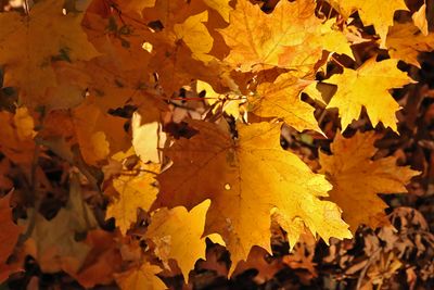 Low Leaves