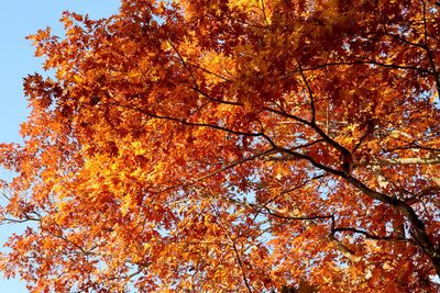 Reaching for Fall