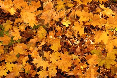 Small Fall